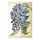 Paperblanks Painted Botanica Blooming Wisteria Mini | Gelinieerd