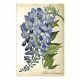 Paperblanks Painted Botanica Blooming Wisteria Mini | Gelinieerd