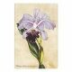 Paperblanks Painted Botanica Brazilian Orchid Mini | Gelinieerd 